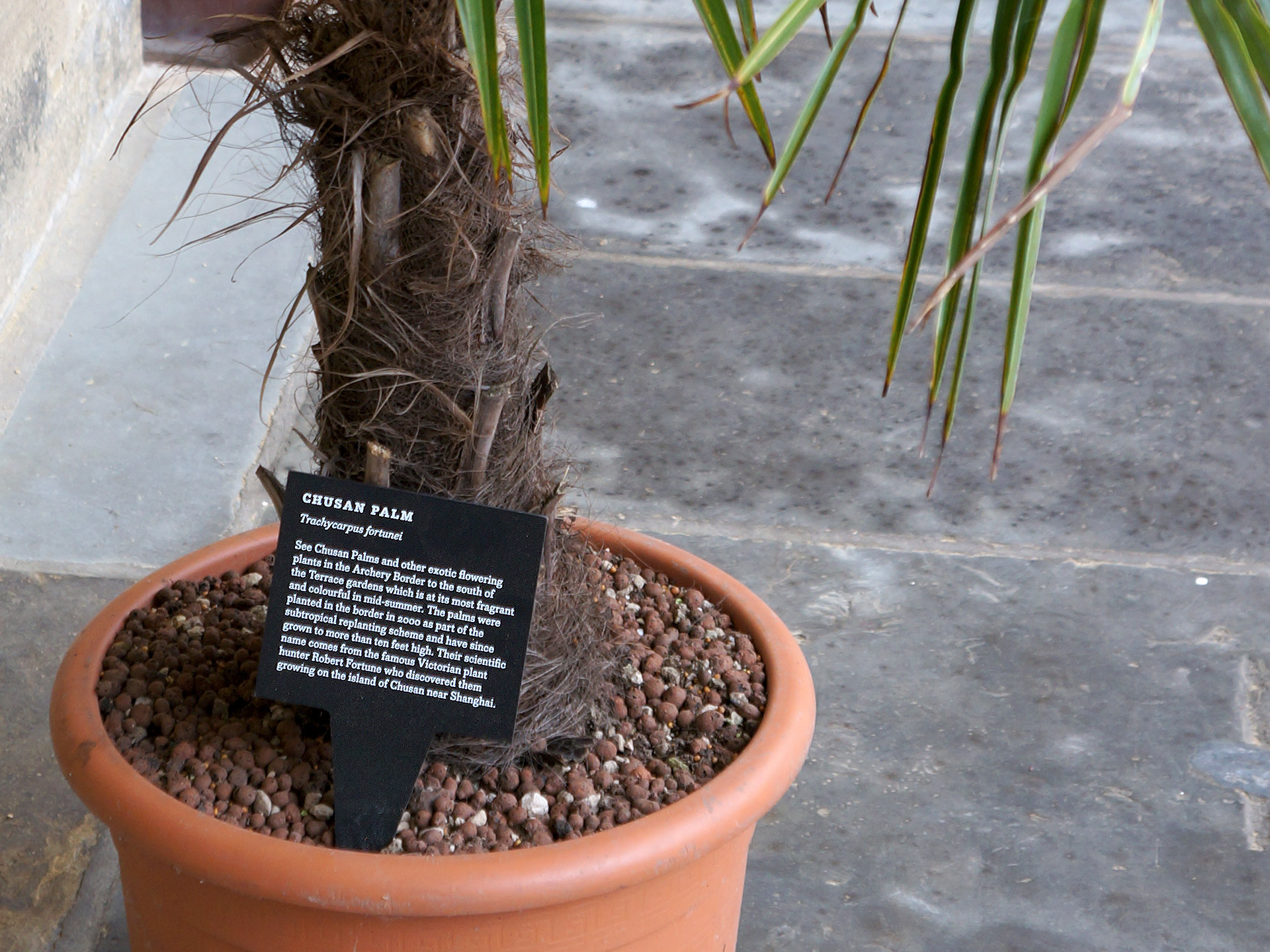 Plant label for a Chusan Palm